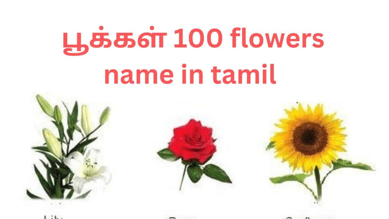 flowers-name-in-tamil-and-english-100-flowers-name-in-tamil