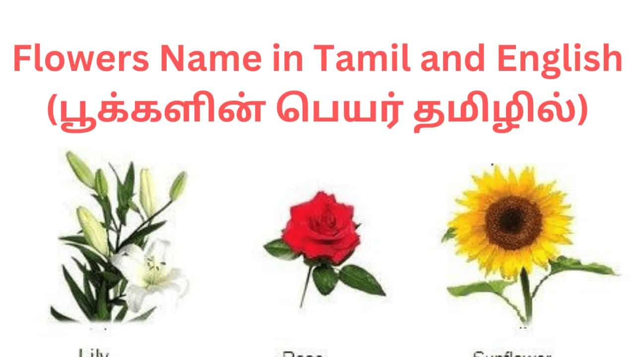 flowers-name-in-tamil-and-english-jeetu-bhaiya