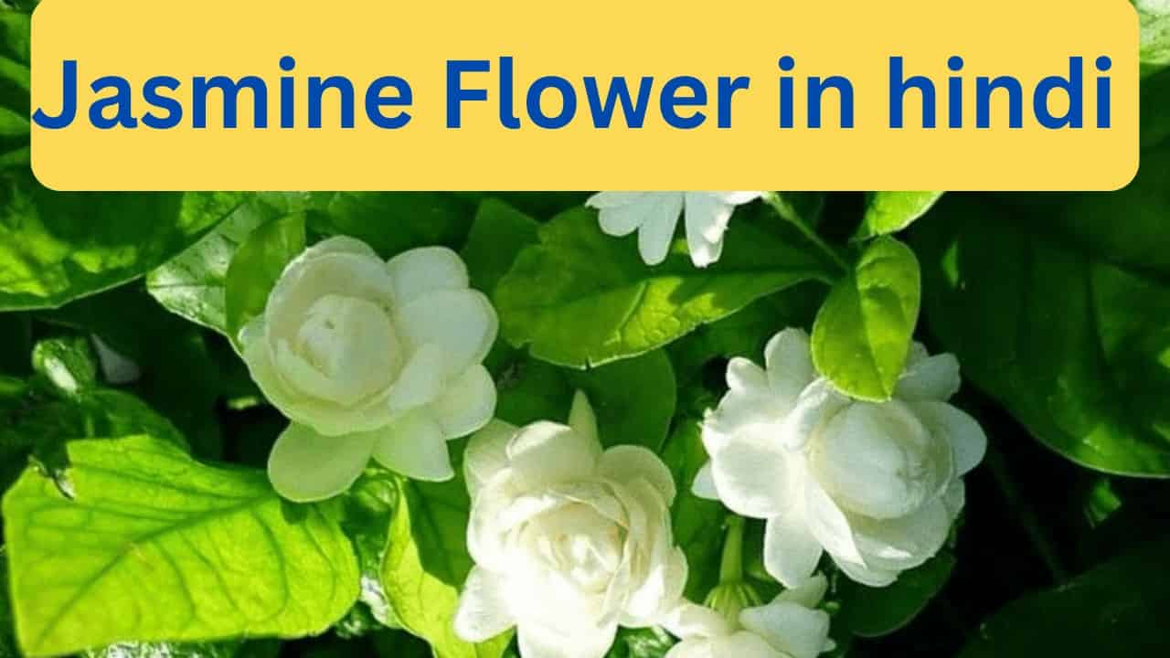 jasmine-flower-in-hindi-jeetu-bhaiya