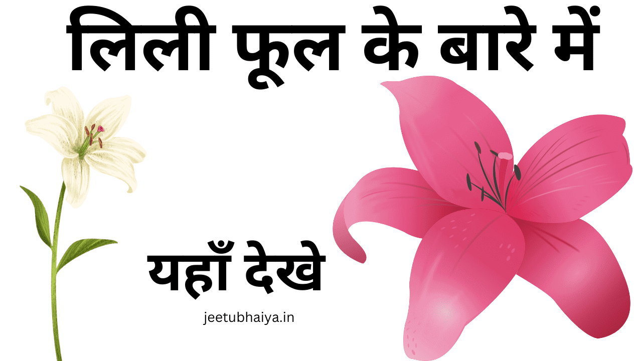 lily-flower-in-hindi-jeetu-bhaiya