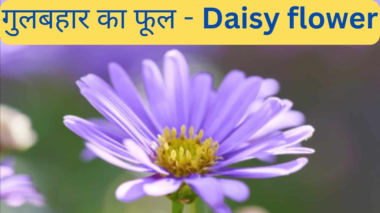 What Is Called Daisy Flower In Hindi